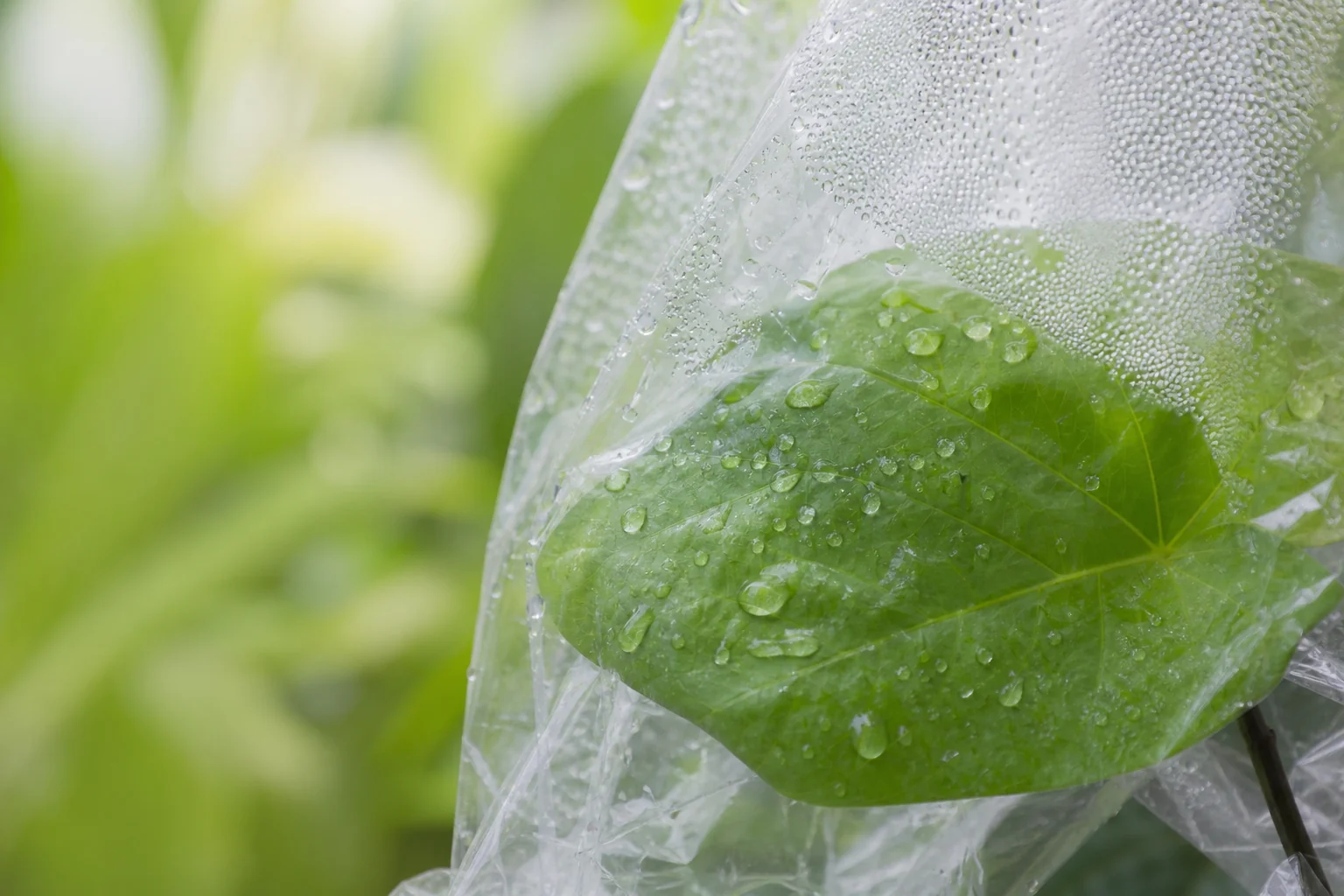 植物蒸腾作用：套袋法直观看到叶子在呼吸