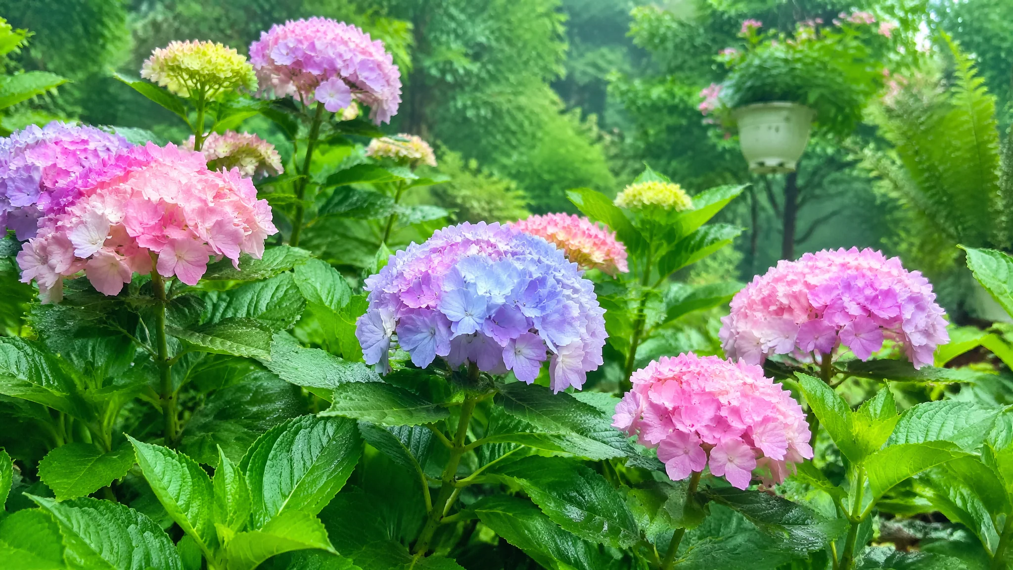 绿植叶子发黄怎么办？8种黄叶原因分析和补救方法