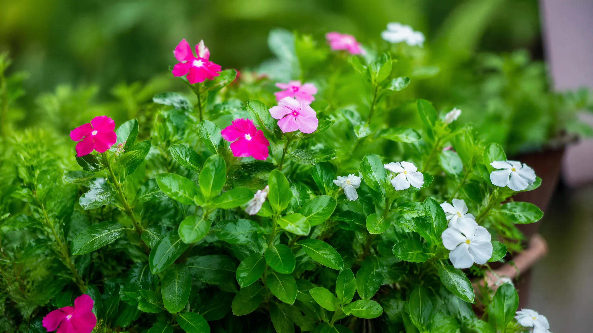 养护绿植新手入门：从选土到防虫的完整养护体系