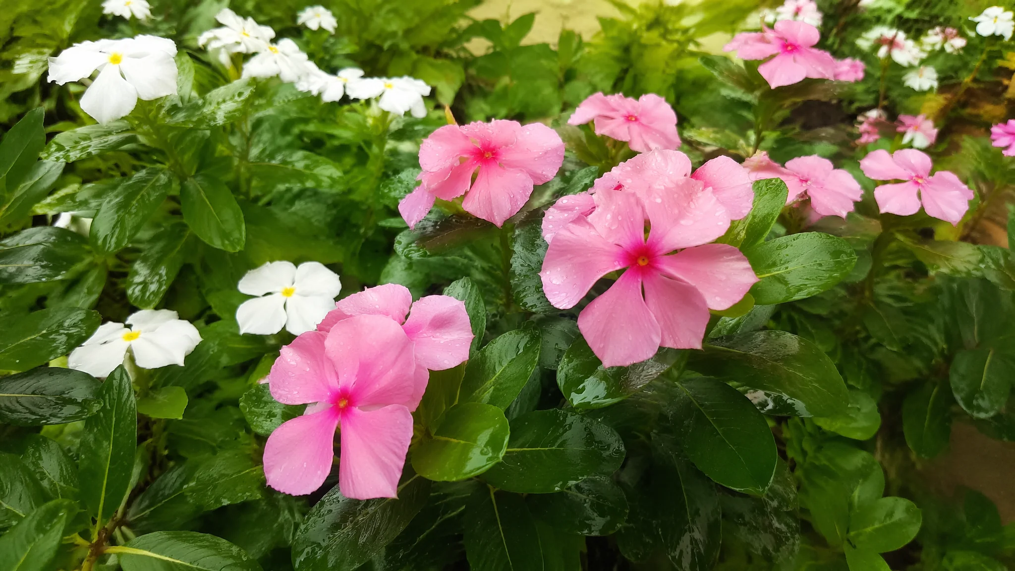 净化空气的绿植有哪些？NASA认证的15种空气净化绿植排名