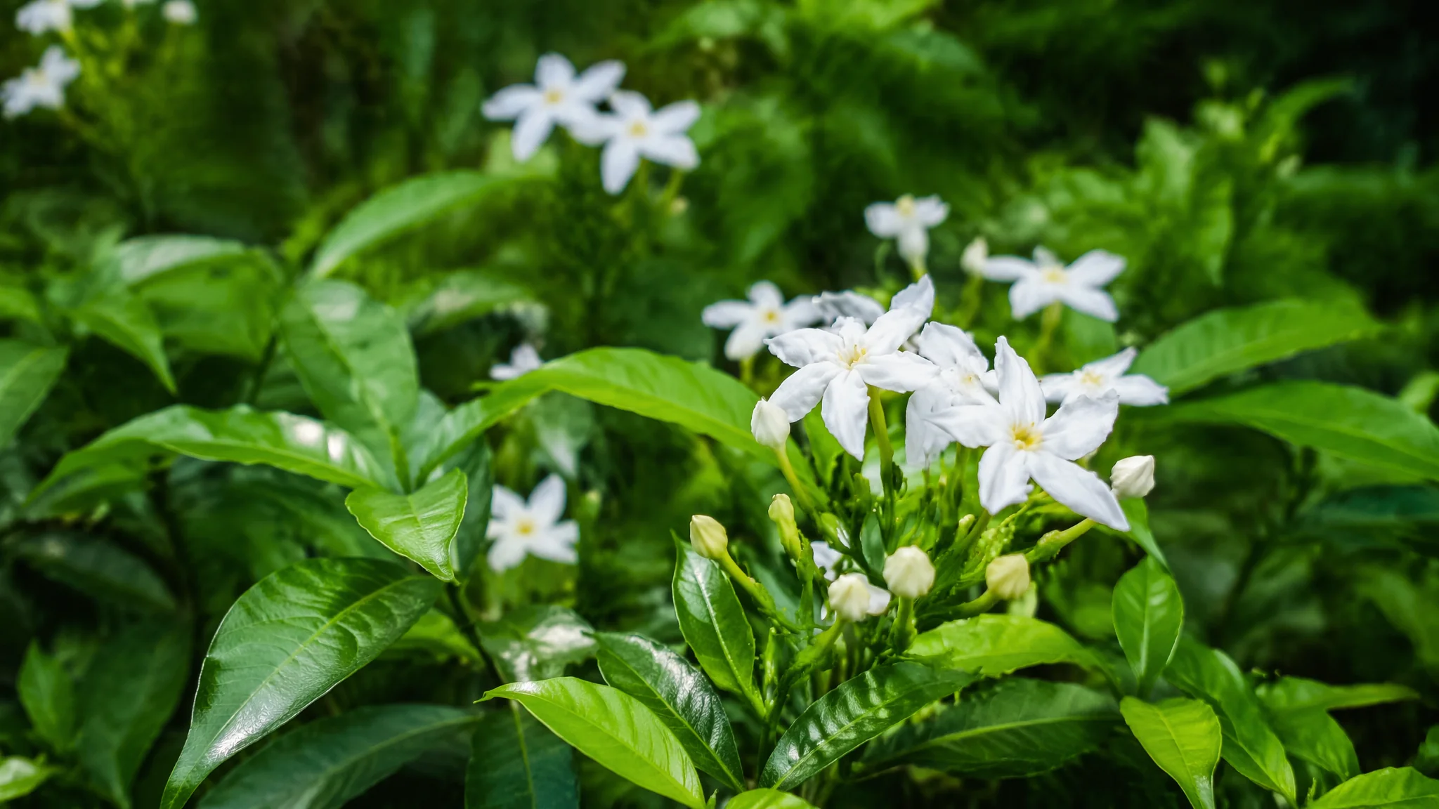 家养绿植推荐：这10种家养绿植好看又好养，第7种很多人不知道