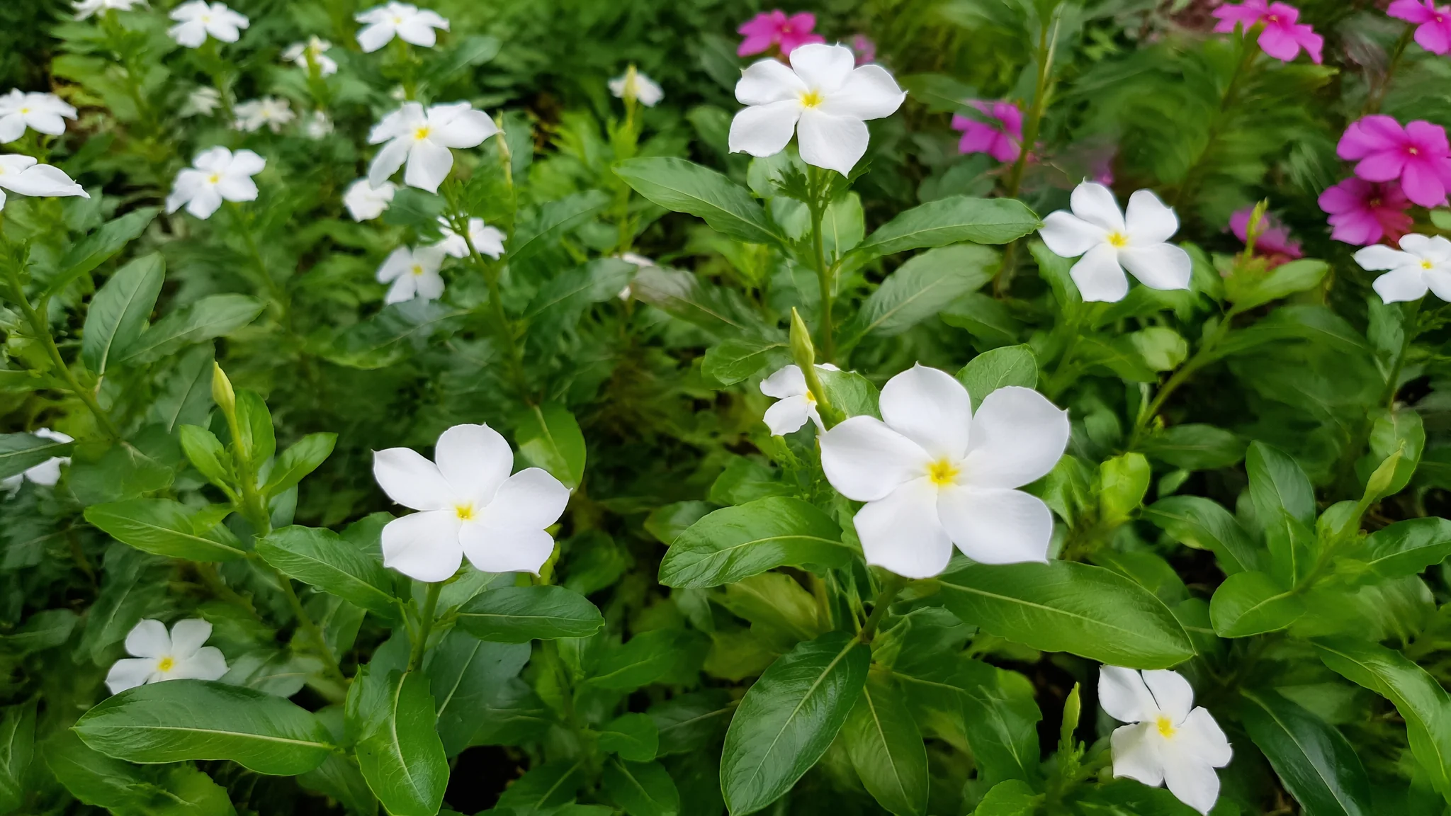 花卉绿植批发基地怎么找？跑了全国6个基地后我总结的拿货指南