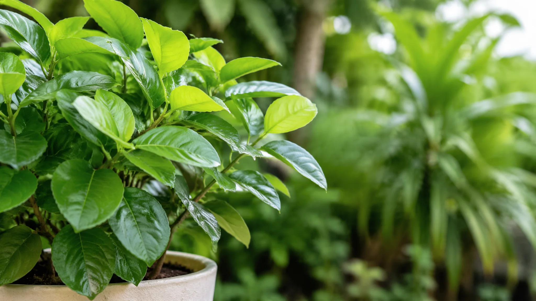 绿植摆放有讲究：7个空间绿植布局原则和注意事项