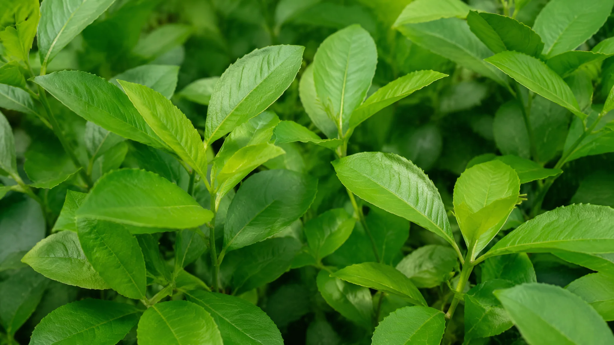 绿植风水布局：家里各个房间的绿植摆放风水详解