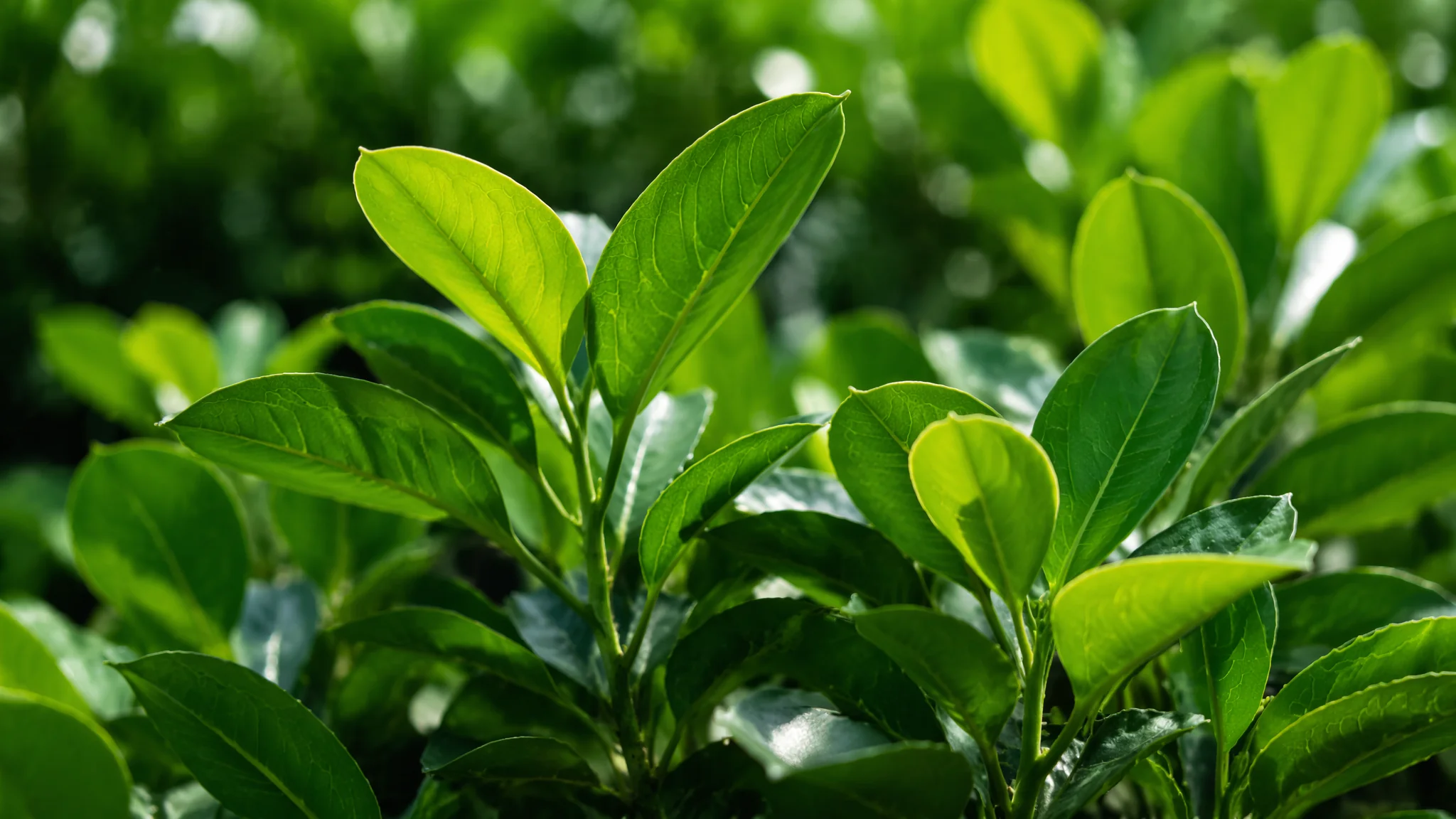 绿植花卉批发市场怎么逛？全国7大市场盘点和省钱拿货技巧