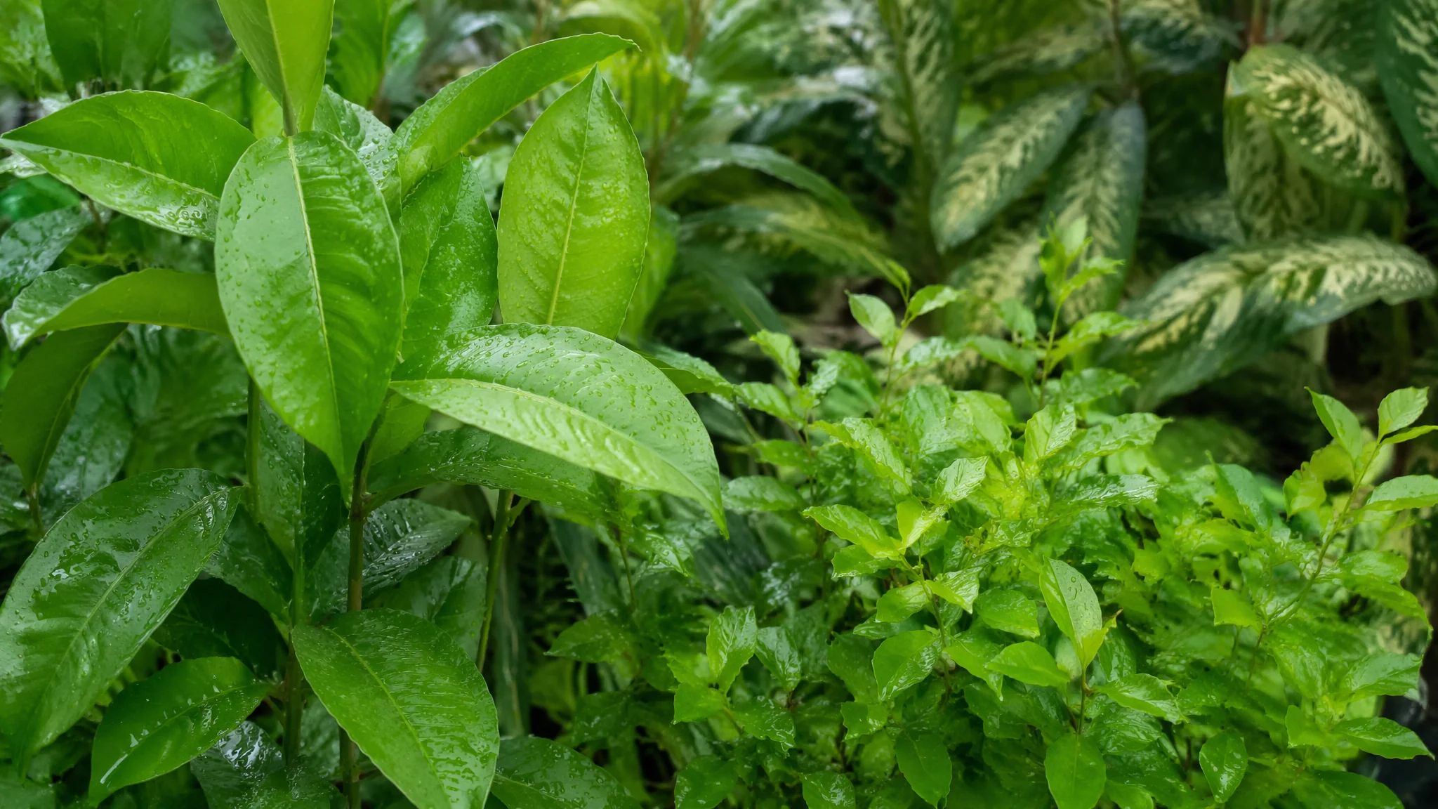 绿植设计指南：室内绿植搭配风格和空间美学方案
