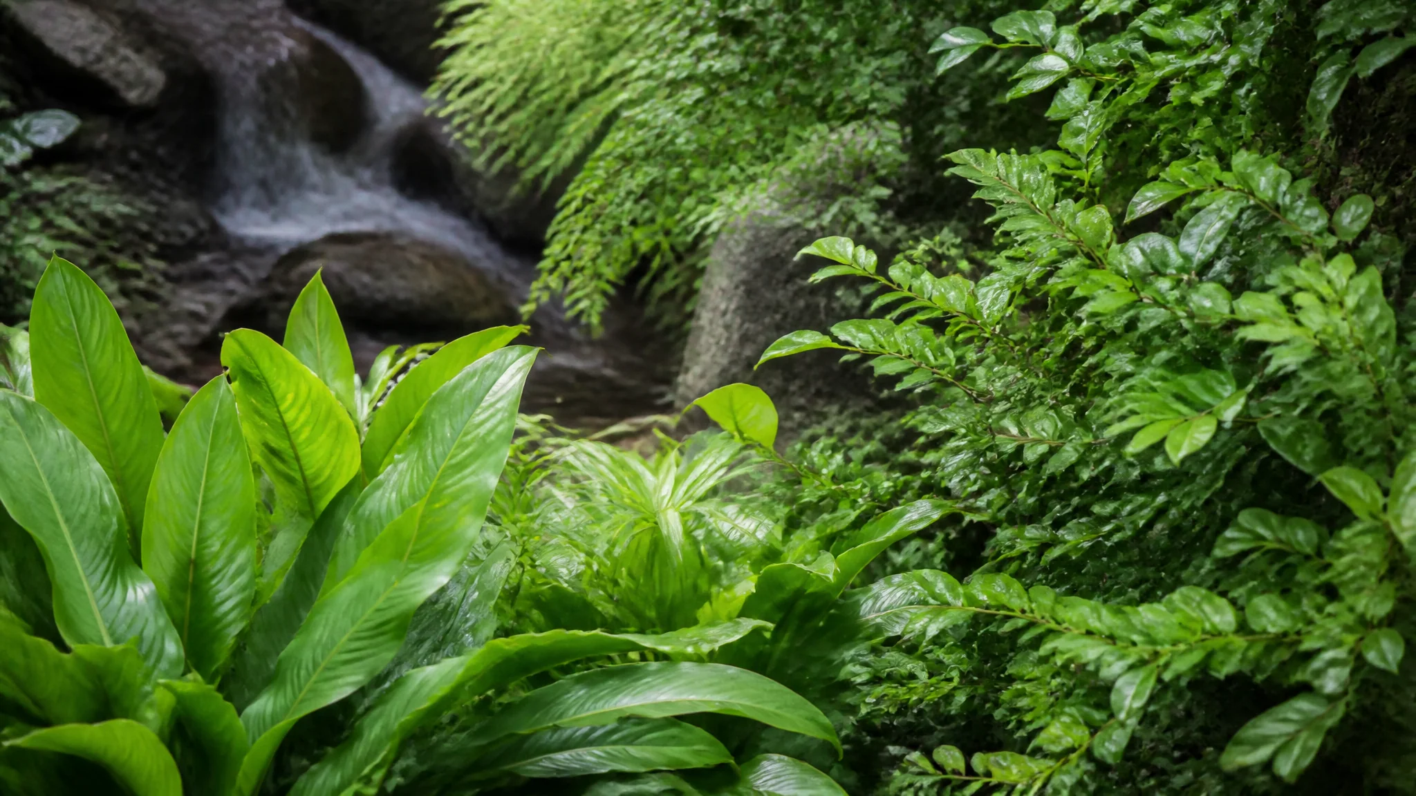 绿植阳台打造指南：10款适合阳台养的绿植和布置技巧