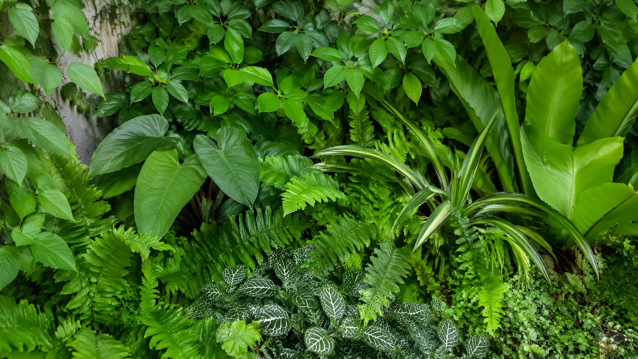 绿植装饰技巧：用绿植把出租屋变成有格调植物房