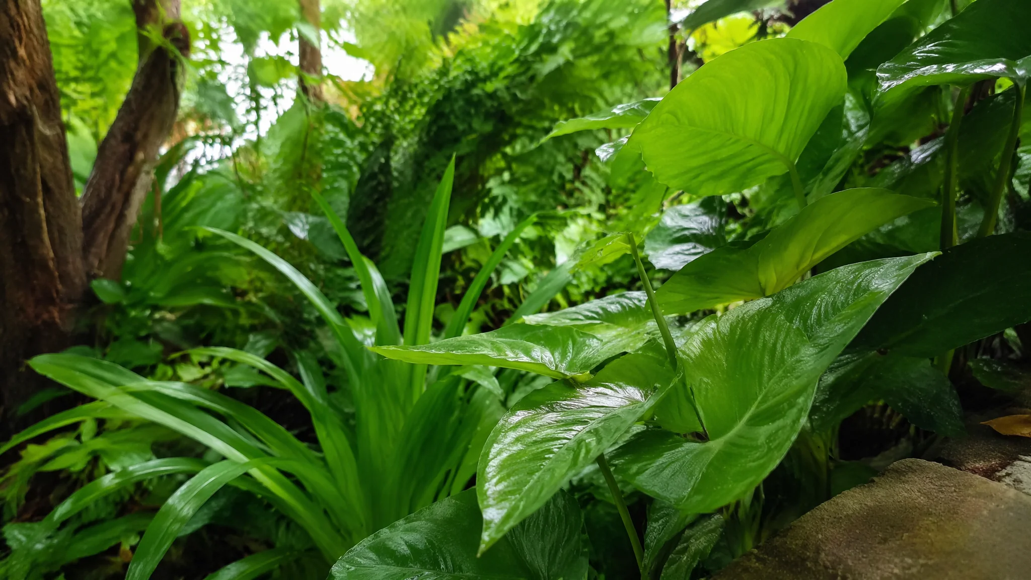 南京绿植花卉租赁谁家靠谱？5家供应商实测和省钱攻略