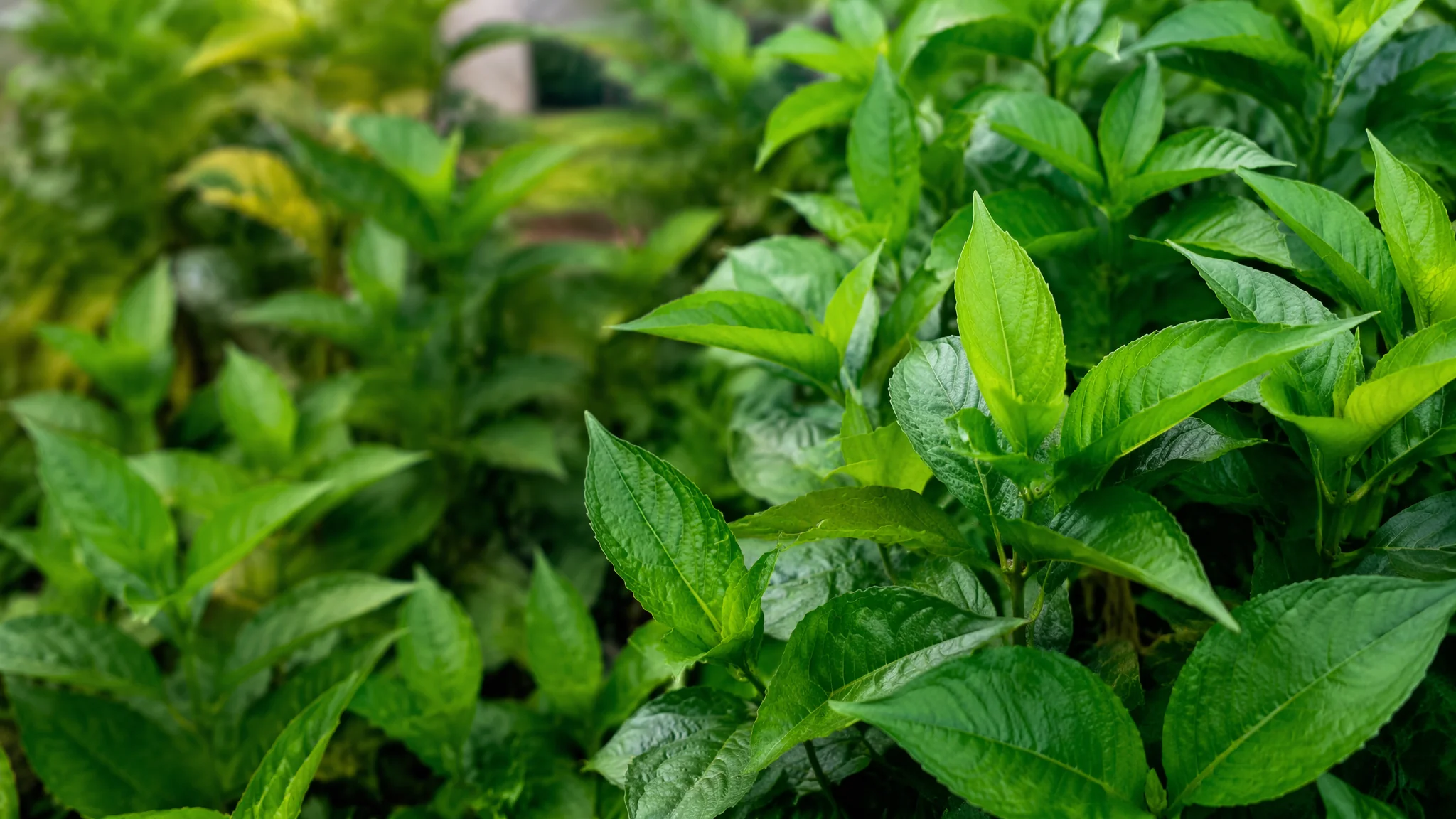 宁波绿植租摆哪家好？2026年宁波绿植租赁公司推荐和费用参考