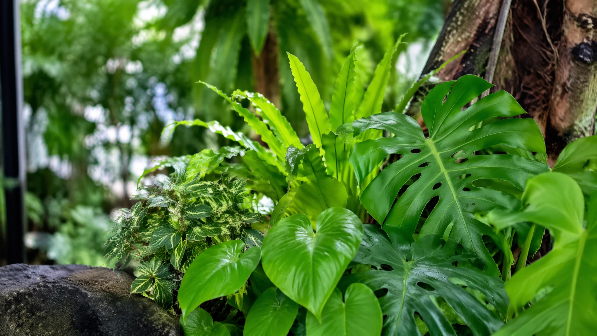 适合家养的绿植推荐：从新手到大神的18种家居绿植全攻略