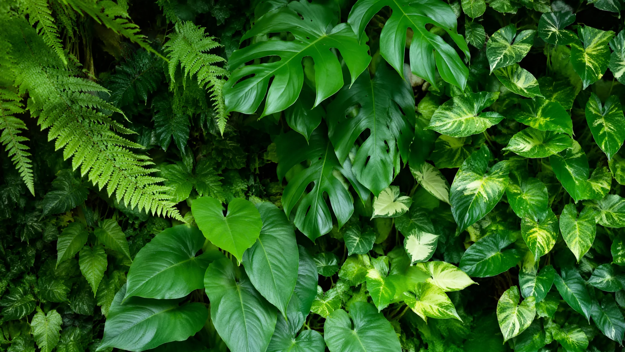 室内绿植怎么搭配才好看？照着日本植物店学来的7个陈列心法