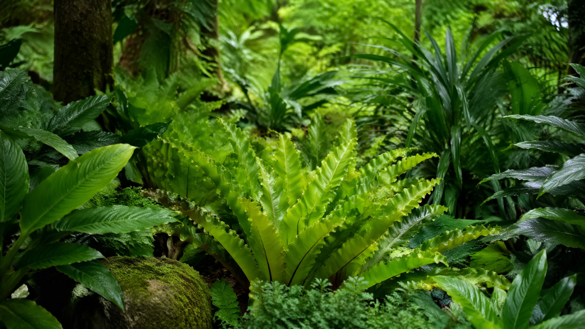 租绿植比自己买划算吗？公司家庭租绿植费用和方案全解析