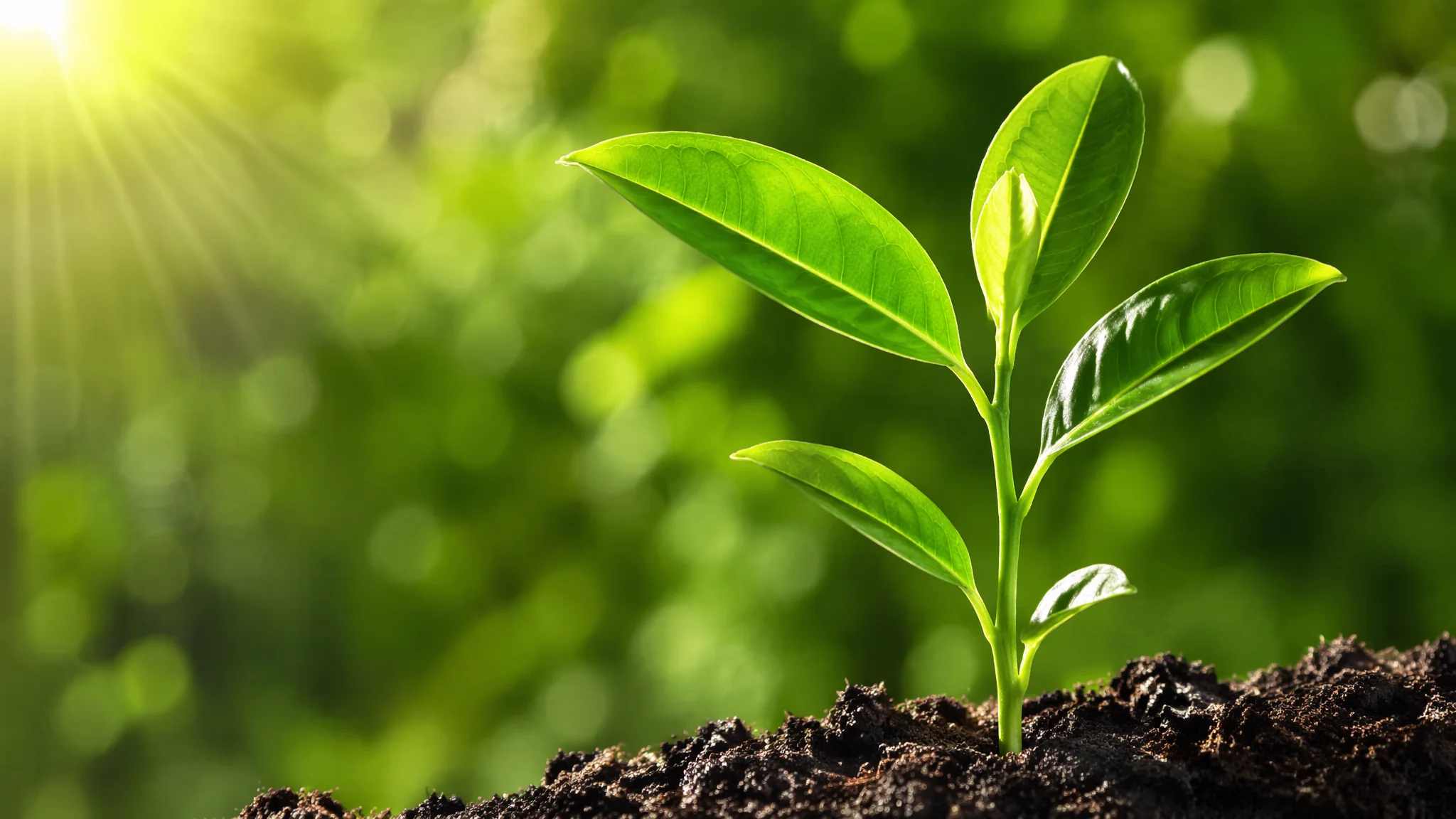 绿植种类到底有多少种？按养护难度分级的室内常见盆栽完整目录