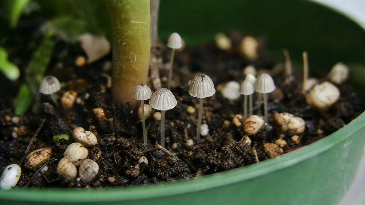绿植长蘑菇：盆土蘑菇的信号解读