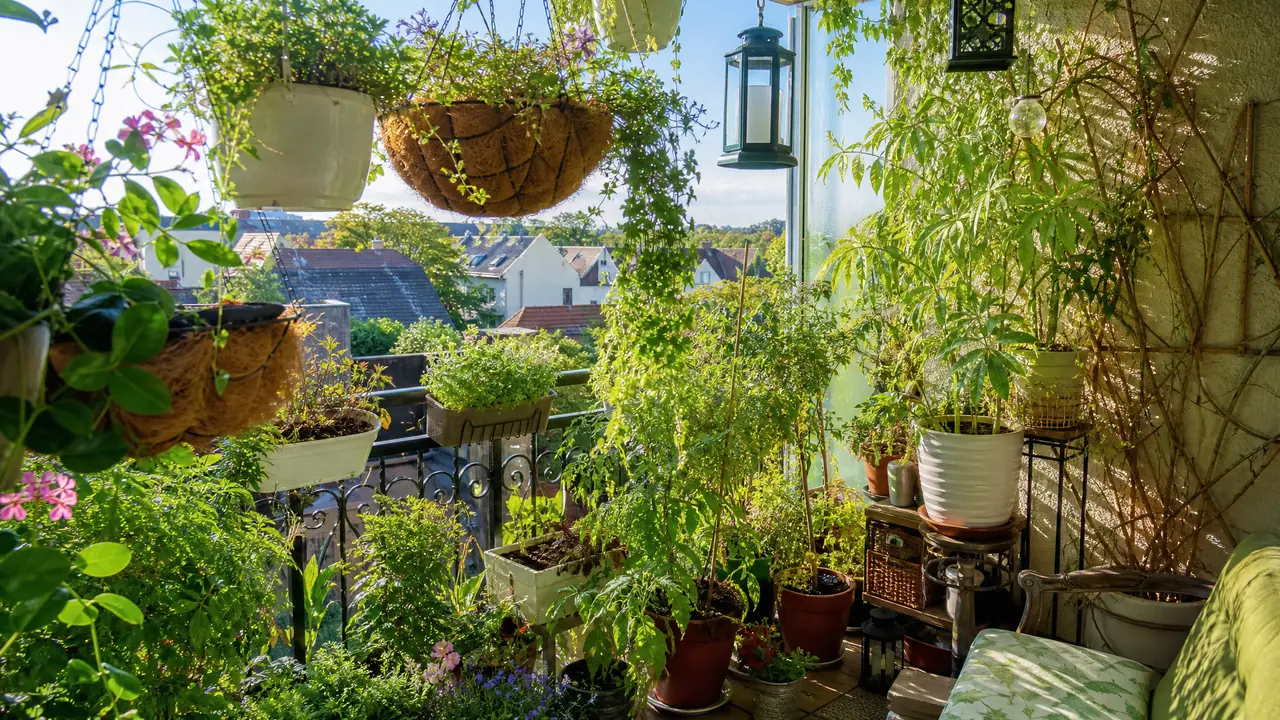 院子造个绿植迷宫：亲子绿篱迷宫的diy实录