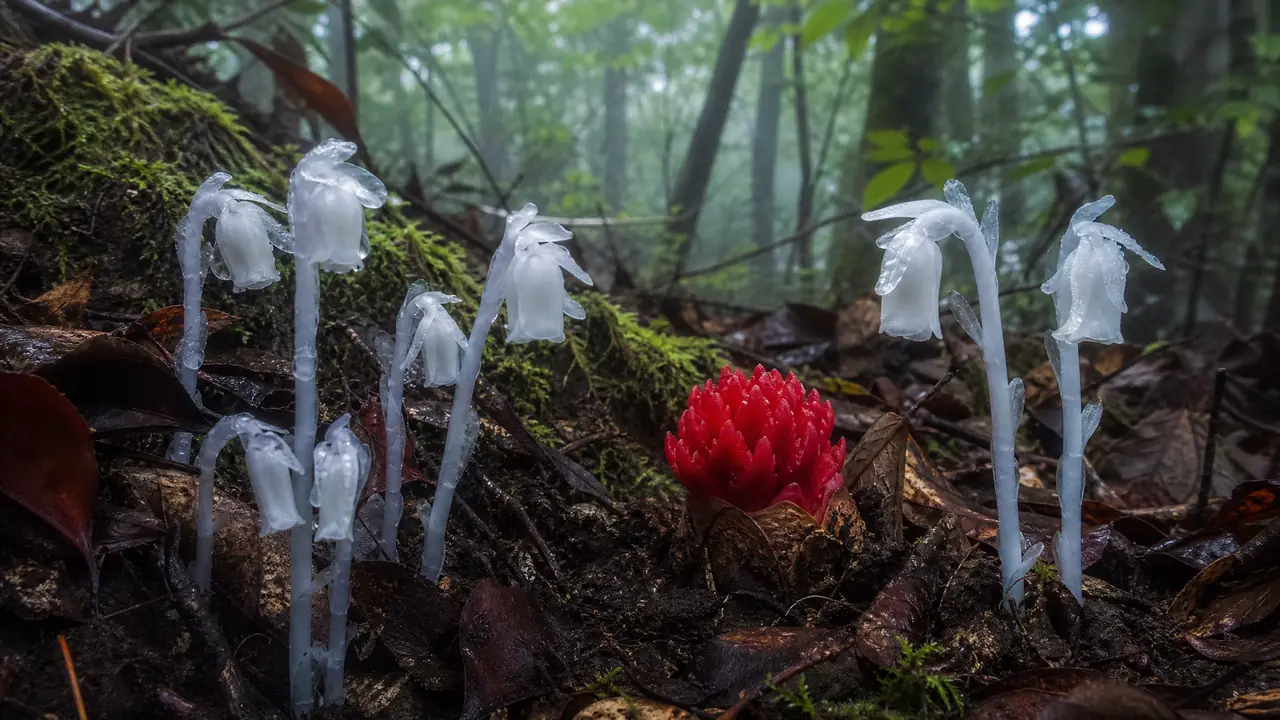 野外怪异绿植观察指南：水晶兰蛇菰这些"怪东西"去哪找