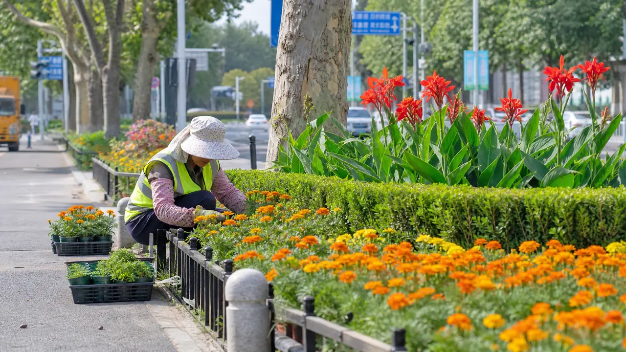 路边花坛的绿植图鉴：市政爱用的十种花坛植物和选它们的门道