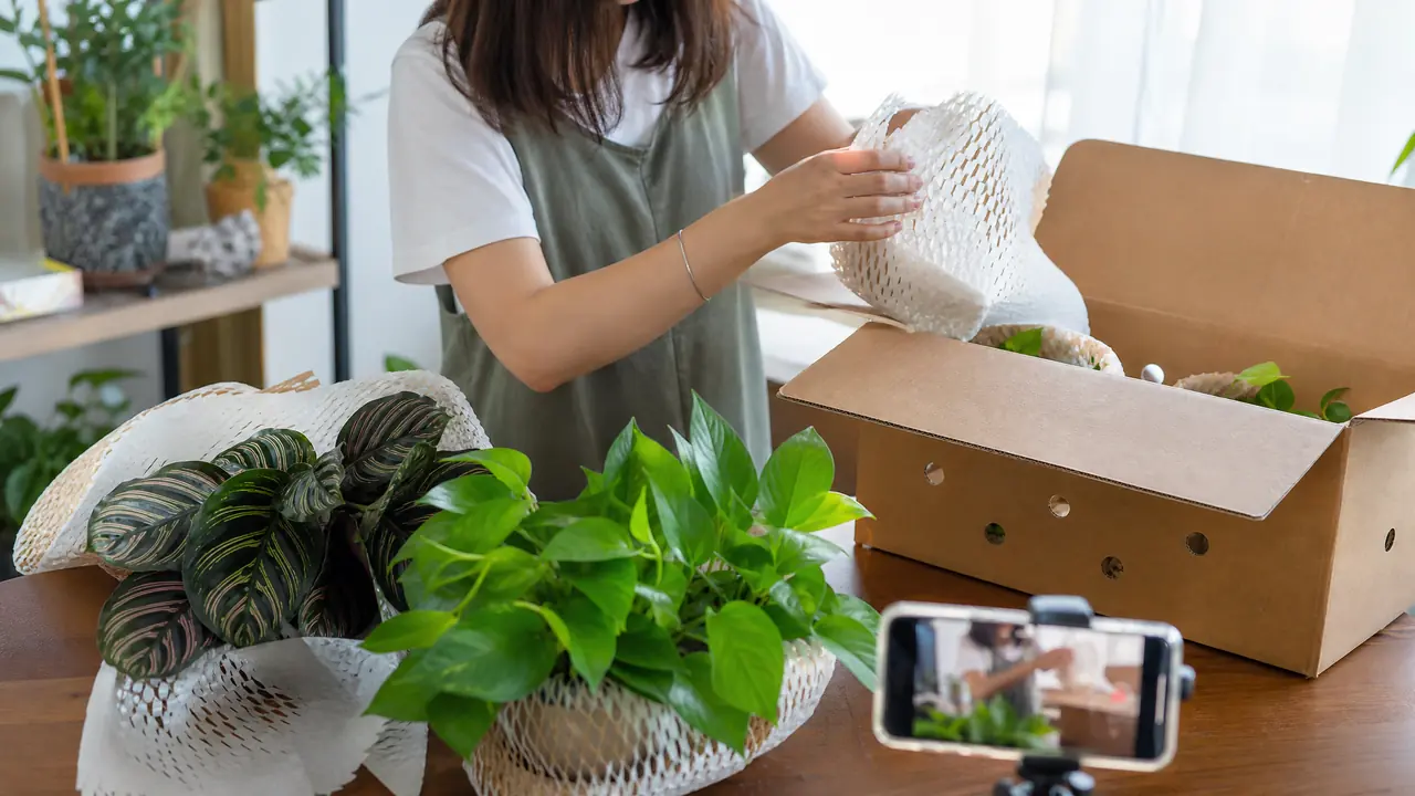 从网上买绿植靠谱吗？店铺怎么挑、什么时候下单、到货怎么验全流程避坑