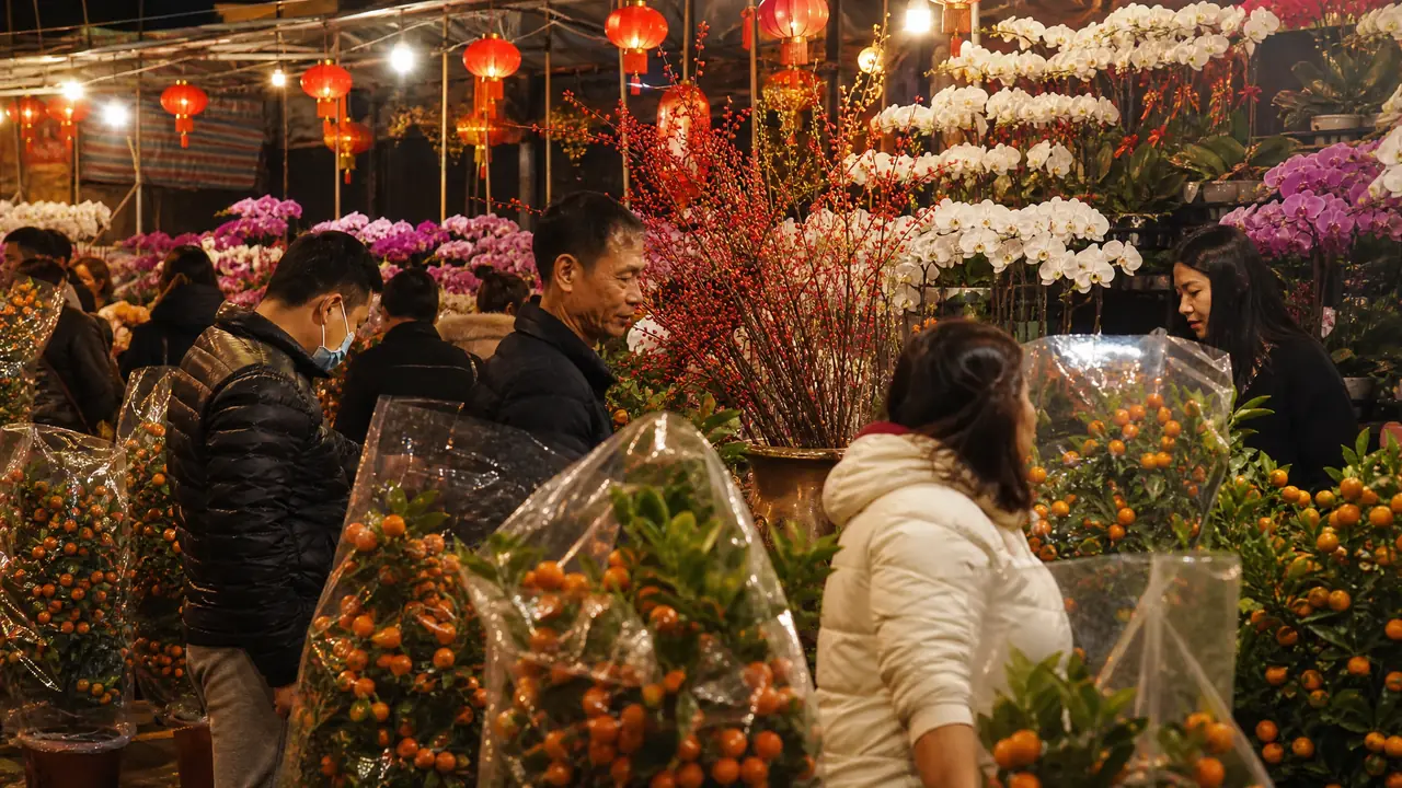 春节绿植怎么选怎么养？年宵花的挑选、摆放和节后复壮全流程