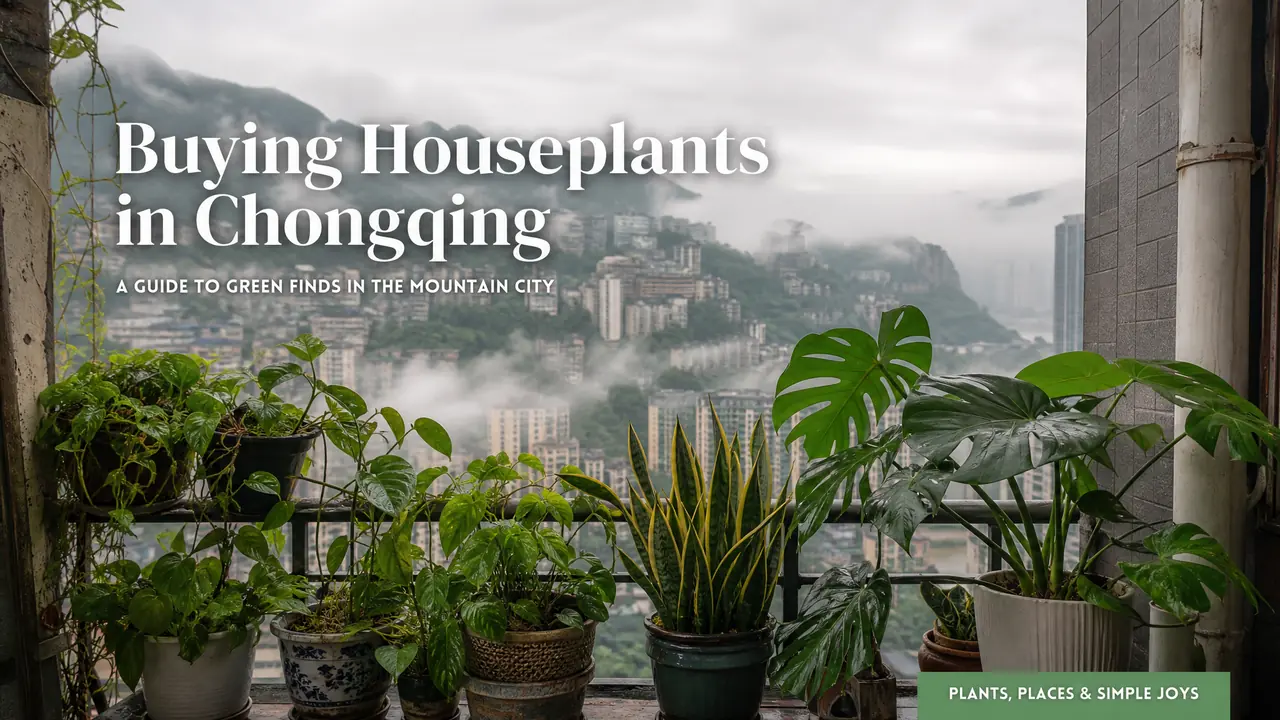 重庆买绿植去哪合适？渠道门道和湿热寡日照气候下的选品讲究