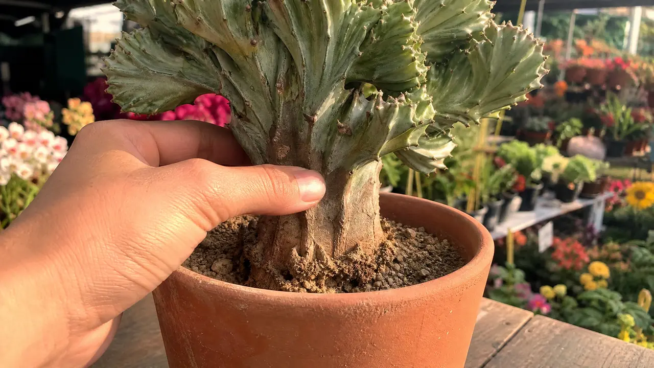 麒麟绿植买回家总养死？挑苗时这三处先看清楚