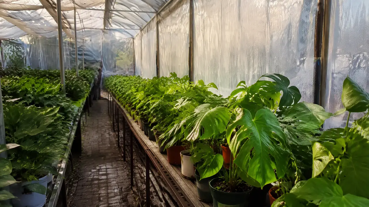 北京绿植大棚值得专程去吗？顺义拉货一天的成本账和挑苗门道