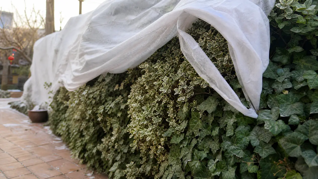 陕西绿植墙能过冬吗？分区域选种与防寒要点