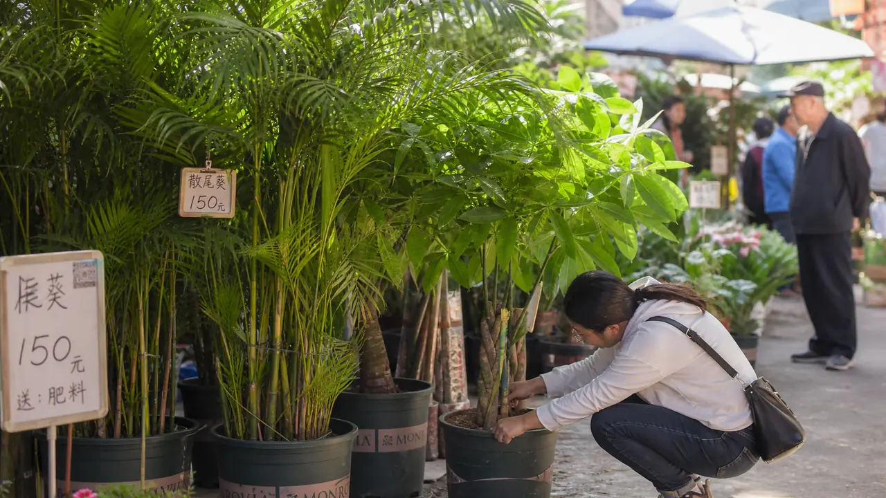 苏州绿植出售怎么挑？看根验叶再问售后
